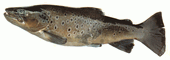 A brown trout